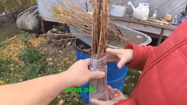 Оставляйте ОТЗЫВЫ!!! // Начали копать ОКС смородину // Жимолость осенью // Пробуем малину смотреть онлайн