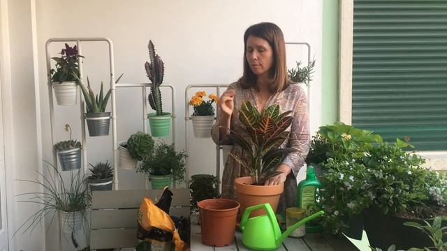 Jardinar em Casa #32: Croton petra, Saiba Como Cuidar Desta Maravilhosa Planta смотреть онлайн