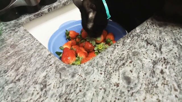 Наглая кошка ест клубнику из раковины ? смотреть онлайн