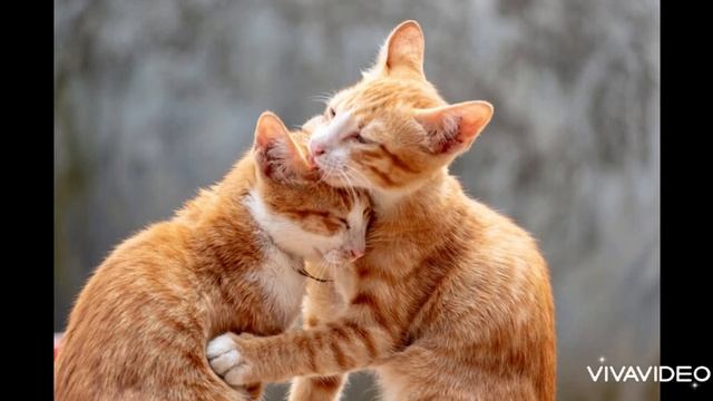 Кошка зовет кота. Звук кошки. Звук для кота. Как мяукает кошка. Animal sounds. Cat. Cats. Kitten