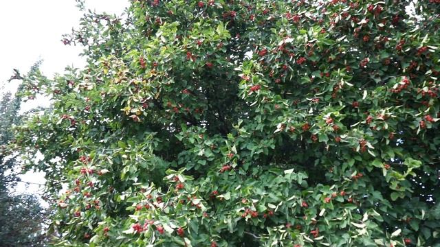 Бактериальный ожог смотреть онлайн