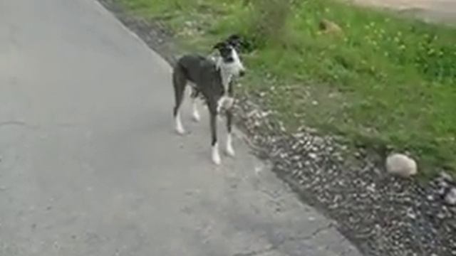 Crazy Zoologist на роликах. Декстер в парке Канада смотреть онлайн