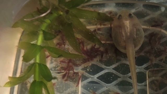 Головастики чакских рогаток кушают мотыль смотреть онлайн