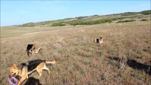 ПИТОМНИК ВЕО ГОРДОСТЬ СТАЛИНГРАДА НА ПРОГУЛКЕ  АПРЕЛЬ 2017