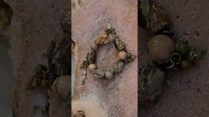 «Хочу все знать о камнях» варисцит