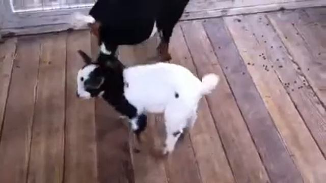 Коза и семеро козлят смотреть онлайн