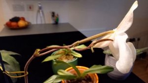 Моя белая “обувь”.  Орхидеи Paphiopedilum White Lady, Rosy Dawn, Deperle, Armeni White. Пафиопедилу