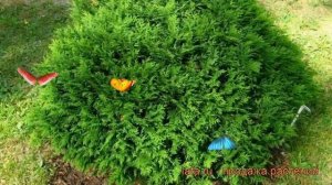 Туя западная Хозери (thuja occidentalis hoseri) ? туя Хозери обзор: как сажать саженцы туи Хозери