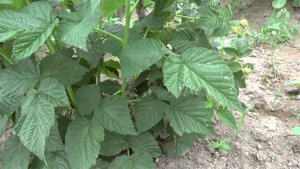 Обзор летней малины "Желтый гигант".