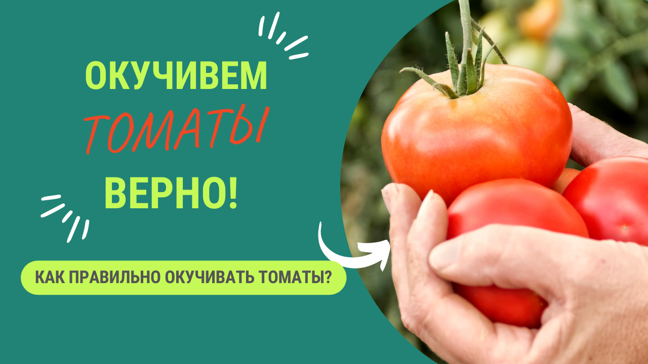 КАК ПРАВИЛЬНО ОКУЧИВАТЬ ТОМАТЫ