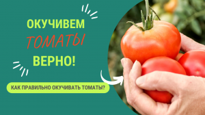 КАК ПРАВИЛЬНО ОКУЧИВАТЬ ТОМАТЫ