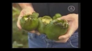 НАШЕСТВИЕ МЫШЕЙ! Сотни миллионов мышей атакуют.