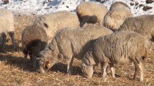 Развитие животноводства в Иркутской области