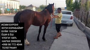 Улок копкари от сотилади! 6 ёш корабайир улок купкари от Андижонда!