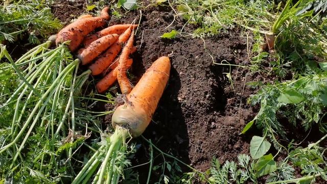 Уборка моркови и ее подготовка к хранению смотреть онлайн
