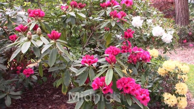 Amazing Spring Flowers | Take a Tour Through My Rhododendron Garden and See all the Blooms смотреть онлайн