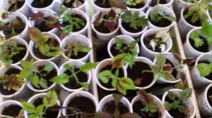 КОЛЕУСЫ. ПОСЫЛКА С ЧЕРЕНКАМИ. ЧАСТЬ 6, ЗАКЛЮЧИТЕЛЬНАЯ