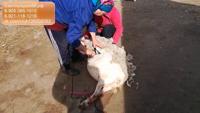 6. Тест машинки для стрижки овец СТРИЖАЛЬ: стрижем овцу машинкой. Лучшие машинки для стрижки овец.