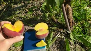 Персик Роял эстет и Экстрим свит