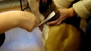 Постановка ушей боксеру