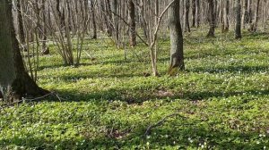 Зоопарк в Таллинне.Эстония.Зоопарк в пандемию удивил природой и отсутствием зверей.Потаенные места