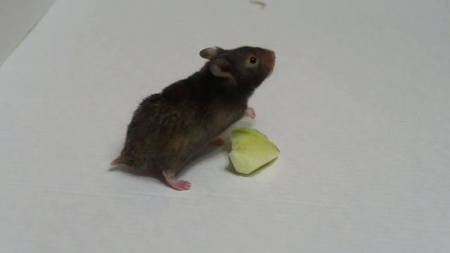 ЭТО ЧТО ЗА ПОКЕМОН? Наш первый Хомяк смотреть онлайн