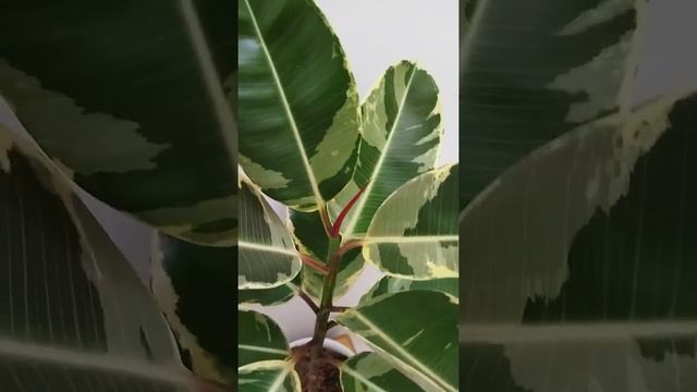 Ficus Elastica Variegata - Tropical Plant - Urban Jungle Plant - Kalemgarden