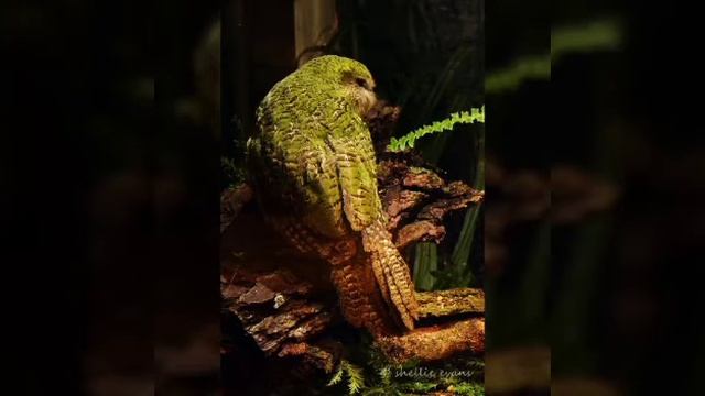 Топ-10 самых редких животных на земле. смотреть онлайн