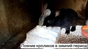 ПОЕНИЕ КРОЛИКОВ ЗИМОЙ - ЧТО ЛУЧШЕ СНЕГ, ЛЕД, ВОДА