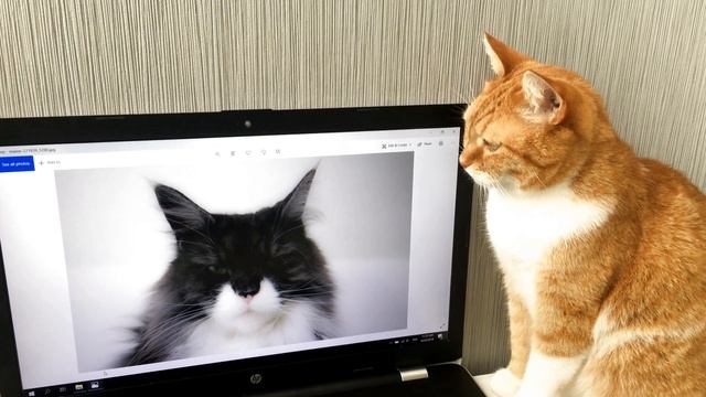 Топ-5 необычных пород кошек. Кто лучше?