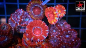 Акантастрея лордховенсис лорди. Acanthastrea Lordhowensis coral. Reef tank. Рифовый аквариум.