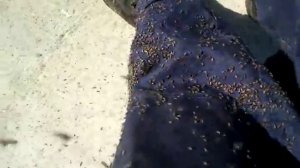 Мошкара на севере