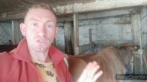 КОРОВА БЬЕТСЯ И ЛЯГАЕТСЯ, ЧТО ДЕЛАТЬ?