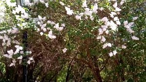 Парк Салавата Юлаева. Цветение Сирени. Уфа 16.05.21