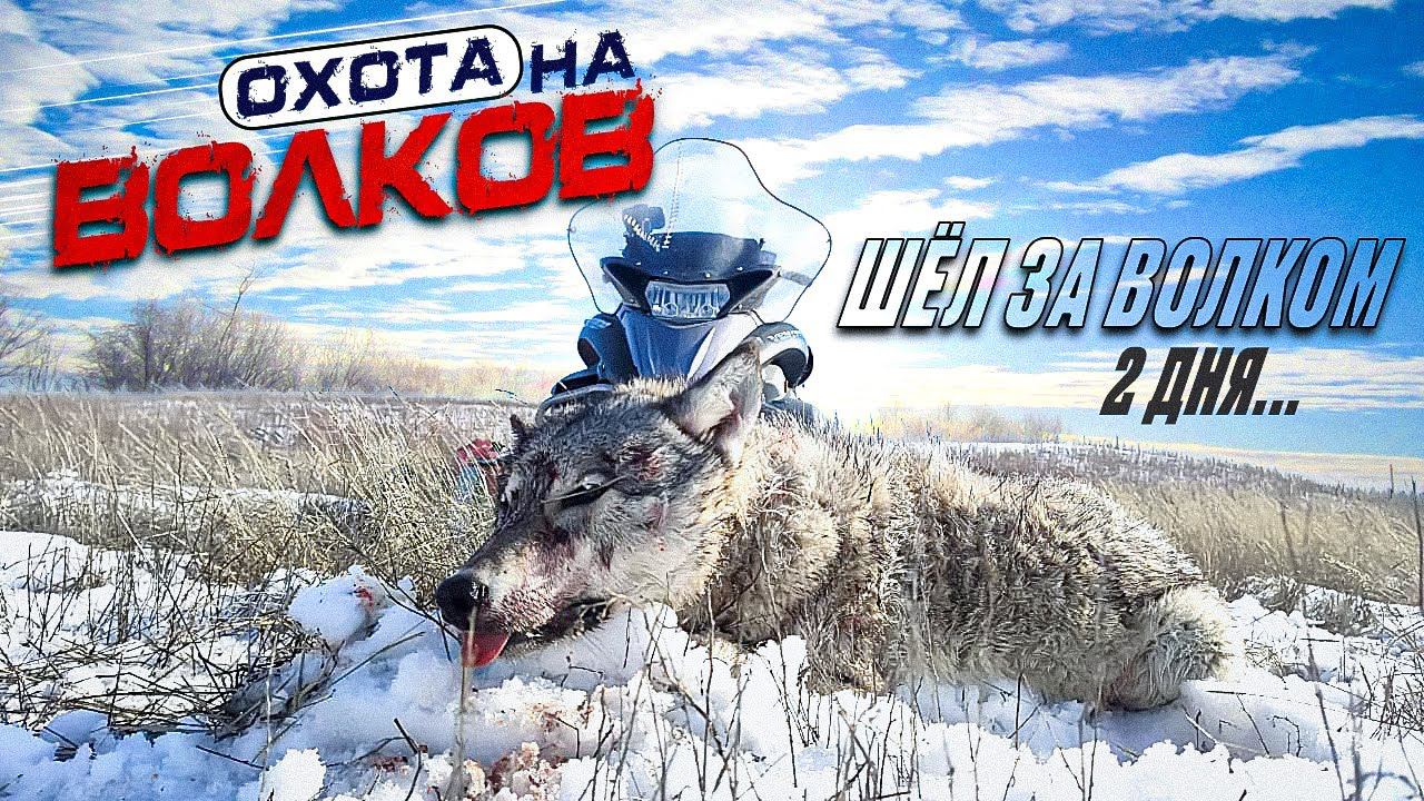 охота на волков.преследовал волка 2 дня смотреть онлайн