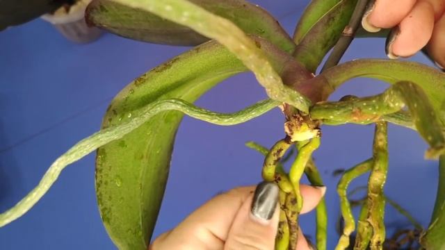 10.11.20.пересадка ОРХИДЕИ с длинными корнями.. смотреть онлайн