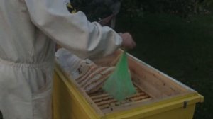Закормка пчел осенью сахарным сиропом в пакетах.