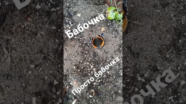 #Бабочка . Просто бабочка.mp4