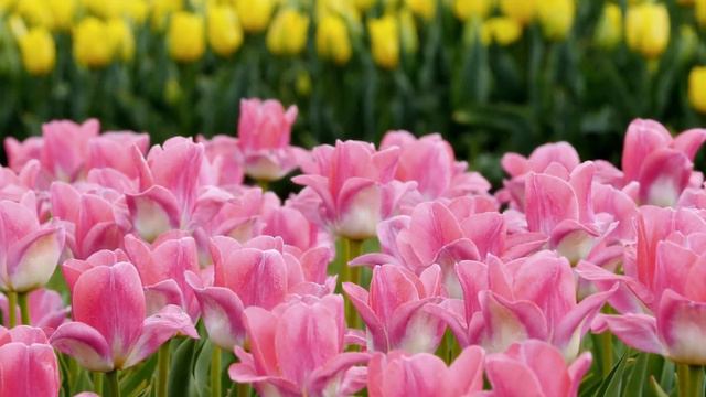 There are only two mistakes one can make along the road to truth Saucisse Music Remove Negative E смотреть онлайн