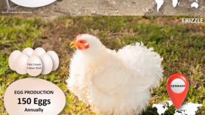 Egg-cellent Egg Layers: Unveiling Chicken Breeds with 100-150 Eggs per Year
