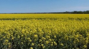 НЮАНСЫ КОЧЕВКИ ПАСЕКИ НА РАПС,ВЫБОР МЕСТА,КОЧЕВАЯ ПАСЕКА,МЕДОСБОР