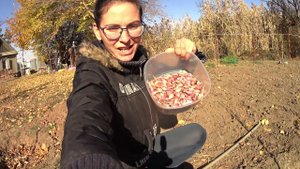 Посадка чеснока осенью.Самый простой способ посадки чеснока