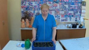 Подкормка Алиссума. Нюансы выращивания и ухода за алиссумом для ускорения цветения.