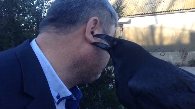 ворон Карлуша смотреть онлайн