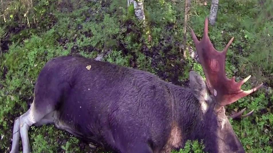 Охота на лося во время гона. Трофейный бык с пробитым рогом. смотреть онлайн