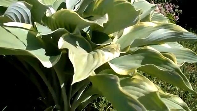 #hosta #хоста #РегалСплендор / Большая серо-голубая хоста Регал Сплендор ( hosta Regal Splendor) смотреть онлайн