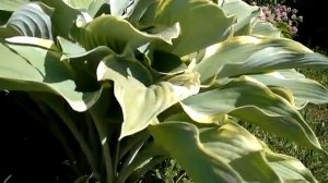 #hosta #хоста #РегалСплендор / Большая серо-голубая хоста Регал Сплендор (  hosta Regal Splendor)