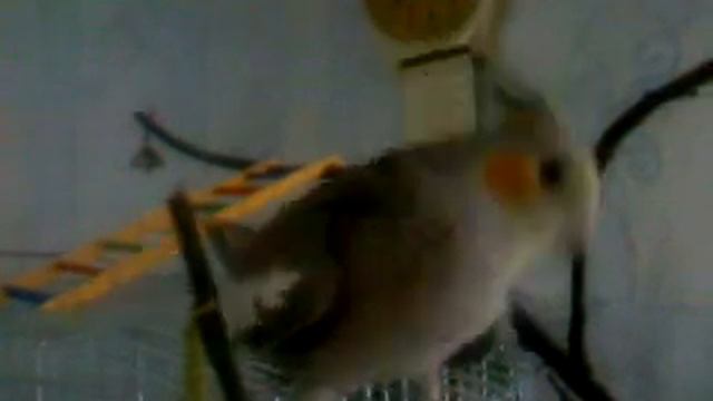 корелла гуляет.3gp смотреть онлайн