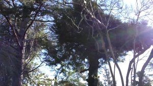 Абхазия зимой. Любовались природой  Абхазии, городами Гагра, Новый Афон и Сухум.