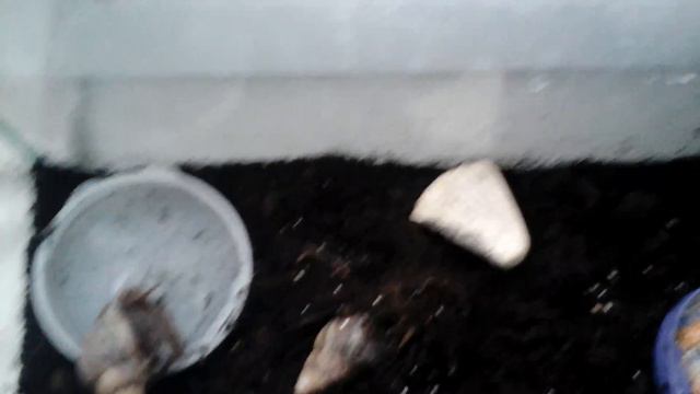 Обзор улиток ахатин смотреть онлайн